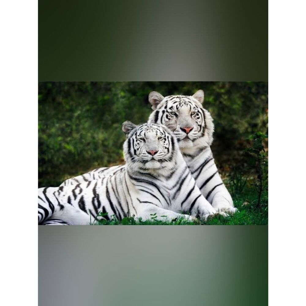 Large Custom Fridge Magnet Siberian Tiger Home Kitchen Decor